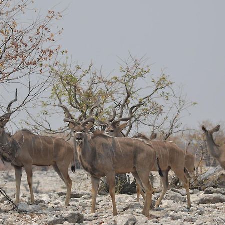 Okutala Etosha Lodge オウチョ エクステリア 写真