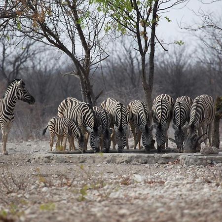 Okutala Etosha Lodge オウチョ エクステリア 写真
