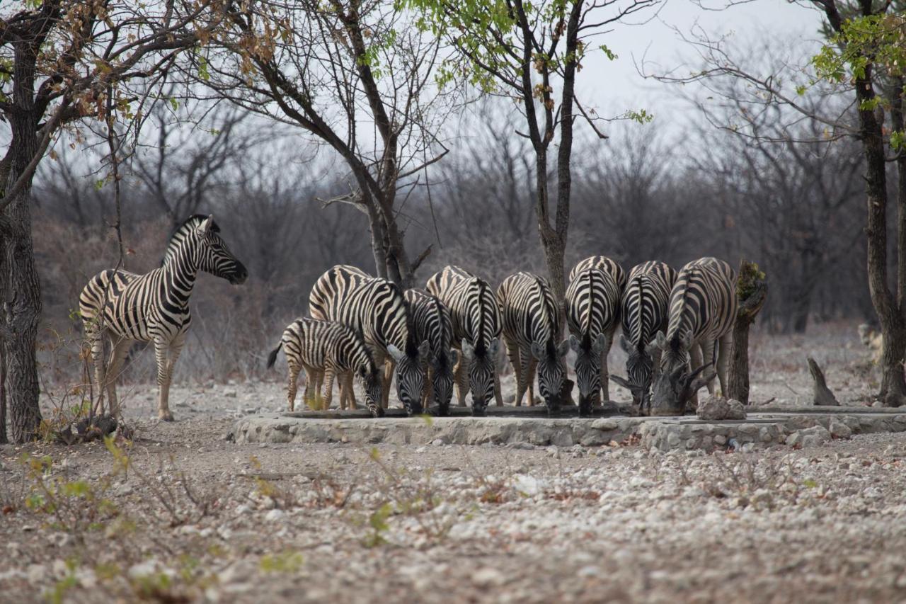 Okutala Etosha Lodge オウチョ エクステリア 写真
