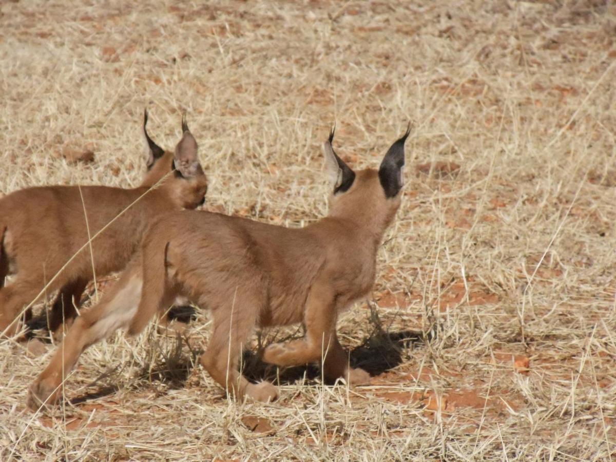 Okutala Etosha Lodge オウチョ エクステリア 写真