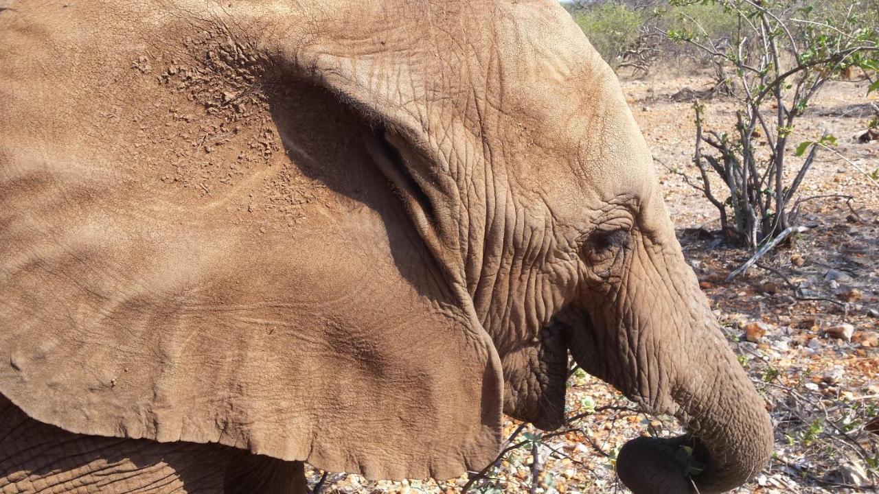 Okutala Etosha Lodge オウチョ エクステリア 写真